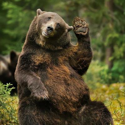 avatar for BrambleBearWhuffling@sunny.garden